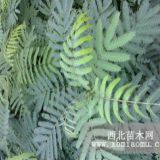 合歡；蓉花