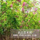 香花槐價格優(yōu)惠 批發(fā)香花槐