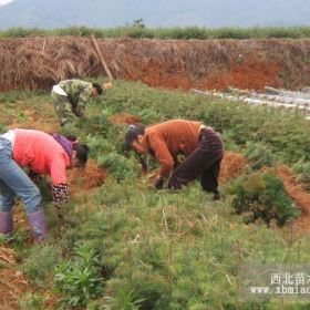 杉木苗，馬尾松，濕地松，榿木，刺槐，馬褂木