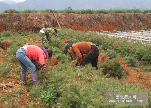 杉木苗，濕地松，刺槐