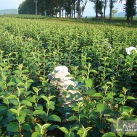 苹果苗-红富士苹果苗-山东苹果苗