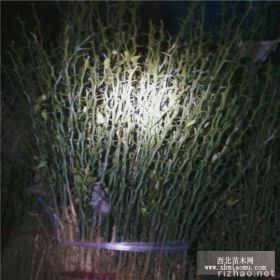 花椒苗-枸橘苗-山东花椒苗、枸橘苗