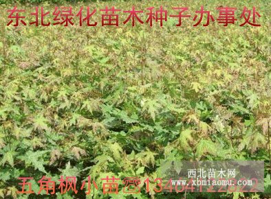 東北綠化苗木種子辦事處