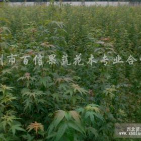 大量供应一年生鸡爪槭小苗