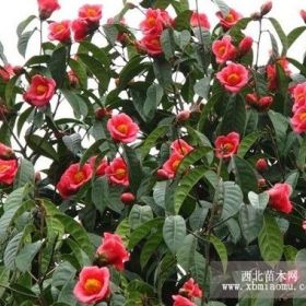 苗高50-80厘米广西观花油用型大果红花油茶苗