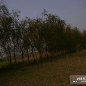 目前各种垂柳价格行情垂柳树价格下调