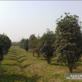 桂花树南京汤泉镇桂花基地供应桂花价格。