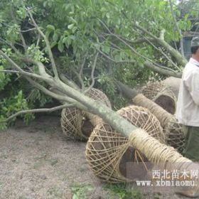 江苏杜仲树基地及杜仲树价格