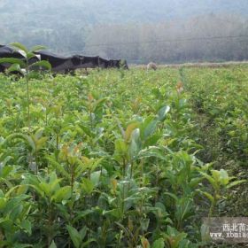 桂花|湖北桂花树价格|湖北桂花树图片|