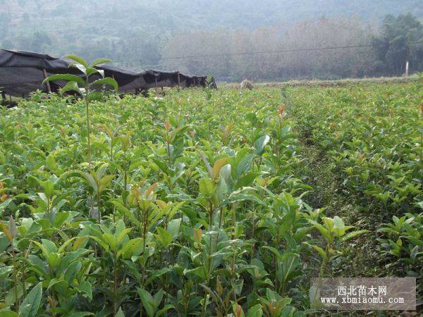 桂花|湖北桂花树价格|