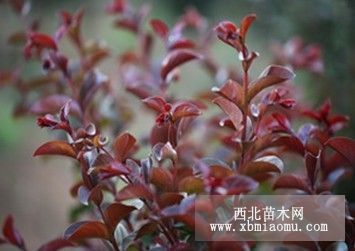 红叶樱花芽苗 樱花价格