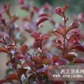 紅葉櫻花芽苗 櫻花價格