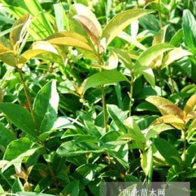 5公分桂花樹(shù)價(jià)格|湖北桂花小苗|江西桂花小苗