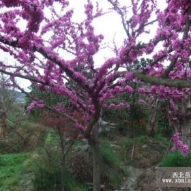 你知道湖南懷化紫荊花的象征意義是什么嗎？