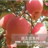 矮化m26蘋果苗，矮化m9t337蘋果苗，矮化煙富蘋果苗批發(fā)