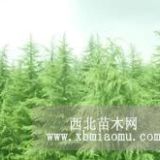 南京苗木价格 南京绿化苗木价格表