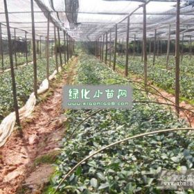 优质油茶苗|高产油茶苗|油茶苗基地