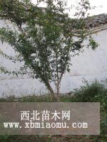 山东石榴树