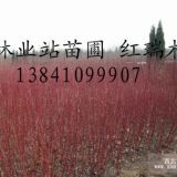 紅瑞木80-1.5米 5-10分枝