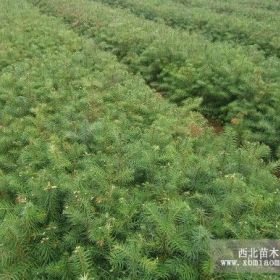 实用融水杉树种子种植技术