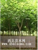 南京重阳木基地供应重阳木苗圃苗。