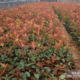 陜西裕盛綠化苗木基地 西安裕盛綠化苗 紅葉石楠