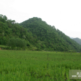 甘肅隴南油松、樟子松、白皮松、華山松