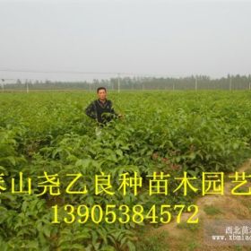 8518早實核桃苗 核桃實生苗 嫁接核桃苗銷售