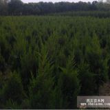 南京蜀檜基地，蜀檜農戶直銷價格。