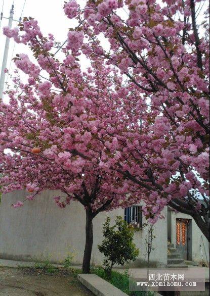 日本樱花