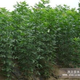 供应白蜡苗白蜡苗价格白蜡小苗山西白蜡苗白蜡树苗