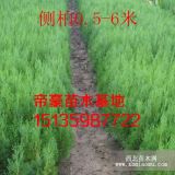 8公分刺槐價(jià)格多少錢10公分刺槐