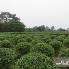 樂山沁園供應(yīng)各種規(guī)格小葉女貞球