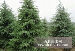 低價(jià)供應(yīng)自家種植各種規(guī)格雪松