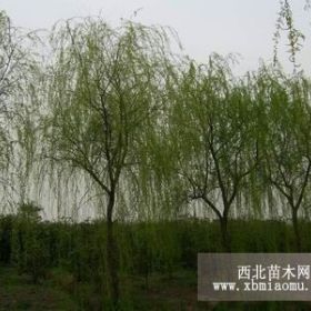 云南垂柳价格，山东垂柳价格，北京垂柳价格