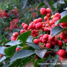 花椒树苗 花椒树苗品种 花椒树苗价格 花椒树苗行情