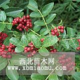 大紅袍花椒樹苗 大紅袍花椒樹苗價(jià)格 大紅袍花椒樹苗品種