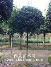 出售自家苗圃桂花 6公分八月桂 高分枝行道树桂花价格