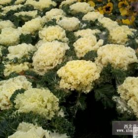 出售草花 成都草花基地批发 贵州草花