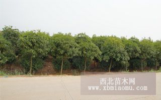 專業(yè)供應(yīng):移栽桂花,臺彎青,迎春,鳳尾竹,長期有貨!