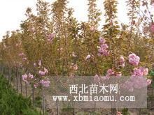 山东樱花苗价格山东樱花苗1米樱花苗求购樱花苗