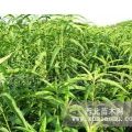 櫻桃苗 櫻花樹苗 側(cè)柏苗 桃樹苗 山楂苗