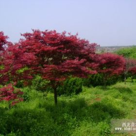 美人梅、腊梅、红梅、绿梅、白梅、红枫、石榴