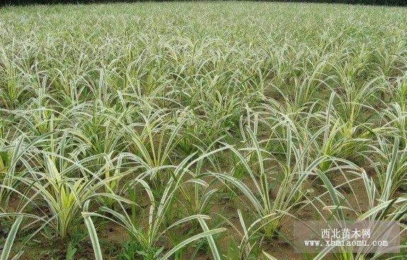 金娃娃萱草、鳶尾