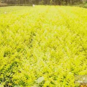 紅花檵木、劍麻、火棘、海桐