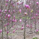 香花槐、青桐、樱花、（广、白、紫、红、黄）玉兰