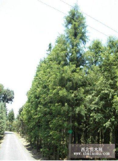 香椿、水杉