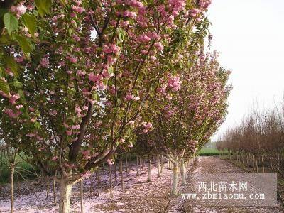 櫻花樹 櫻花樹價(jià)格