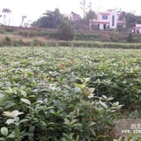 瀘州桂花、瀘州綠化苗、瀘州飛躍苗圃