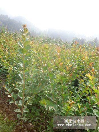 湖北紫薇小苗（百日紅、滿堂紅)